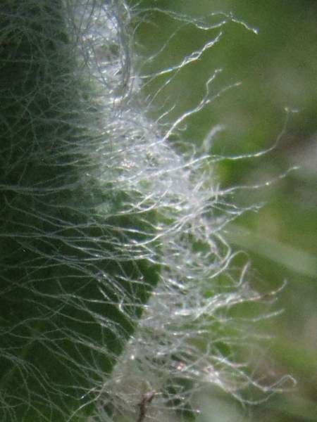 <i>Hieracium erioleucum</i> Zahn
