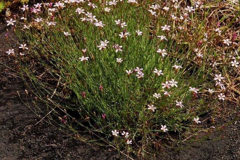 Petrorhagia saxifraga subsp. gasparrinii (Guss.) Greuter &amp; Burdet {F 2137}