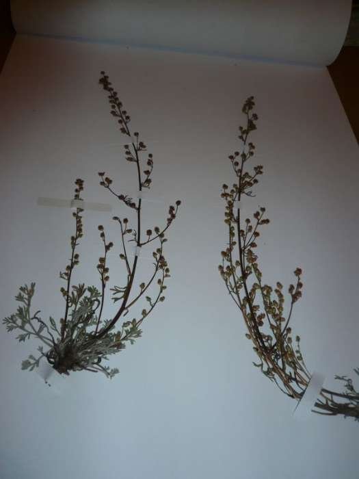 <i>Artemisia campestris</i> L. subsp. <i>alpina</i> (DC.) Arcang.