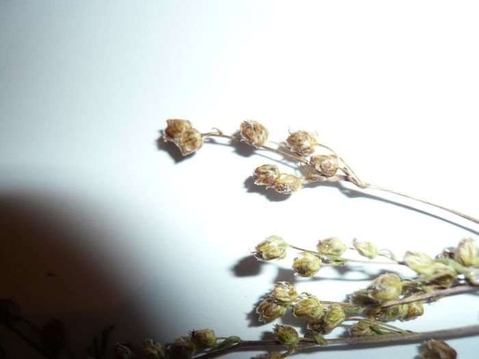 <i>Artemisia campestris</i> L. subsp. <i>alpina</i> (DC.) Arcang.