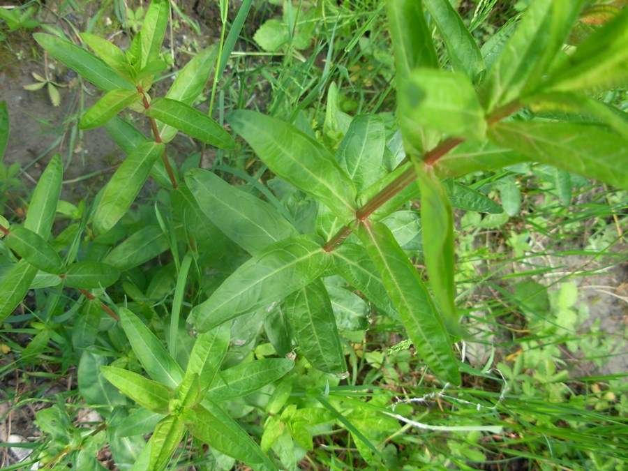 <i>Lythrum salicaria</i> L.