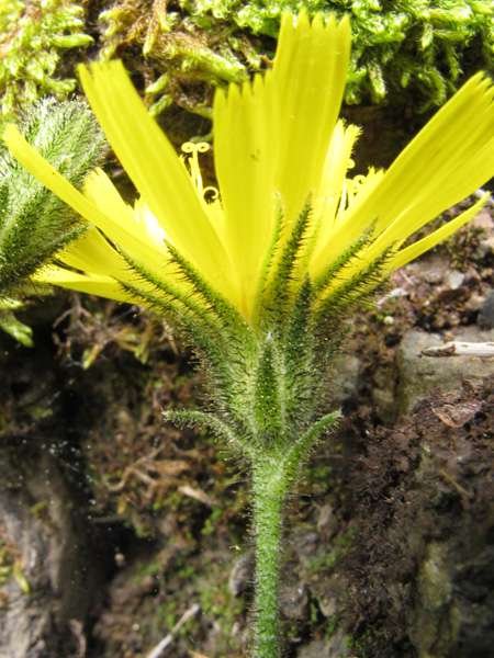 <i>Hieracium ramosissimum</i> Schleich. ex Hegetschw.