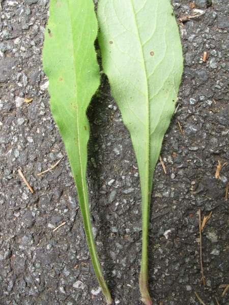 <i>Hieracium ramosissimum</i> Schleich. ex Hegetschw.