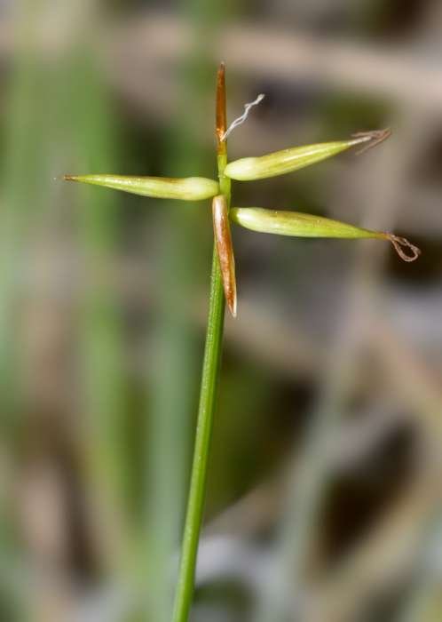<i>Carex pauciflora</i> Lightf.