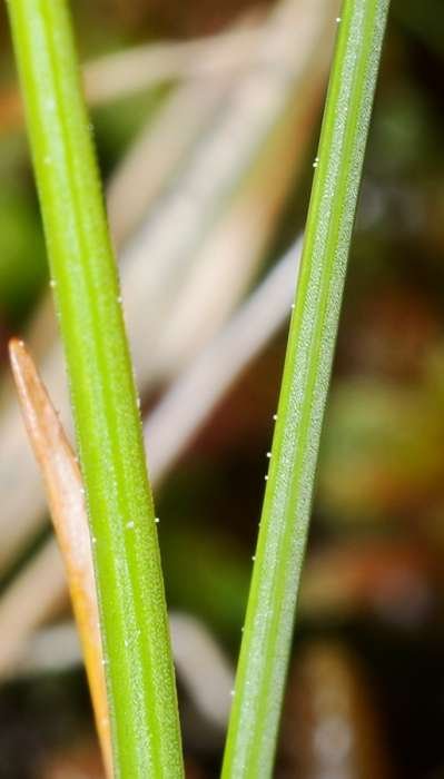 <i>Carex pauciflora</i> Lightf.
