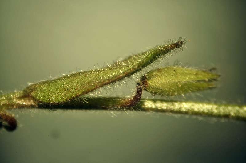 <i>Myosotis minutiflora</i> Boiss. & Reut. subsp. <i>minutiflora</i>
