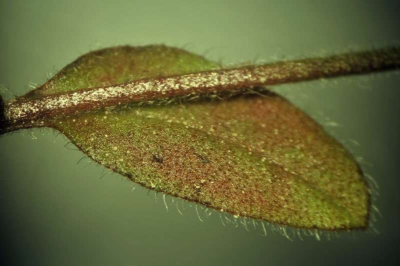 <i>Myosotis minutiflora</i> Boiss. & Reut. subsp. <i>minutiflora</i>