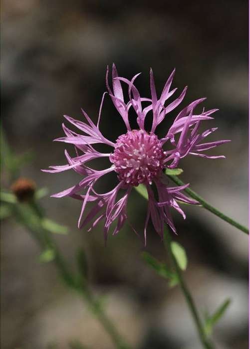 <i>Centaurea cristata</i> Bartl.
