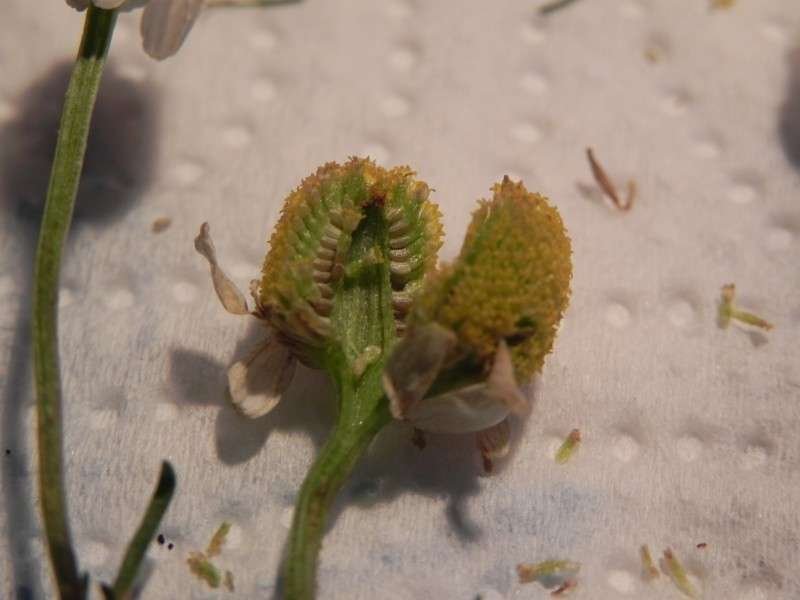 <i>Matricaria chamomilla</i> L.