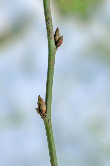 <i>Kerria japonica</i> (L.) DC.