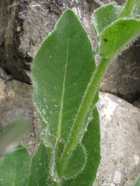 <i>Hieracium pedemontanum</i> Burnat & Gremli