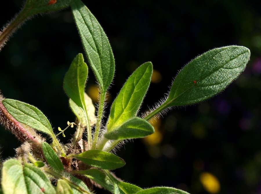 <i>Prunella laciniata</i> (L.) L.