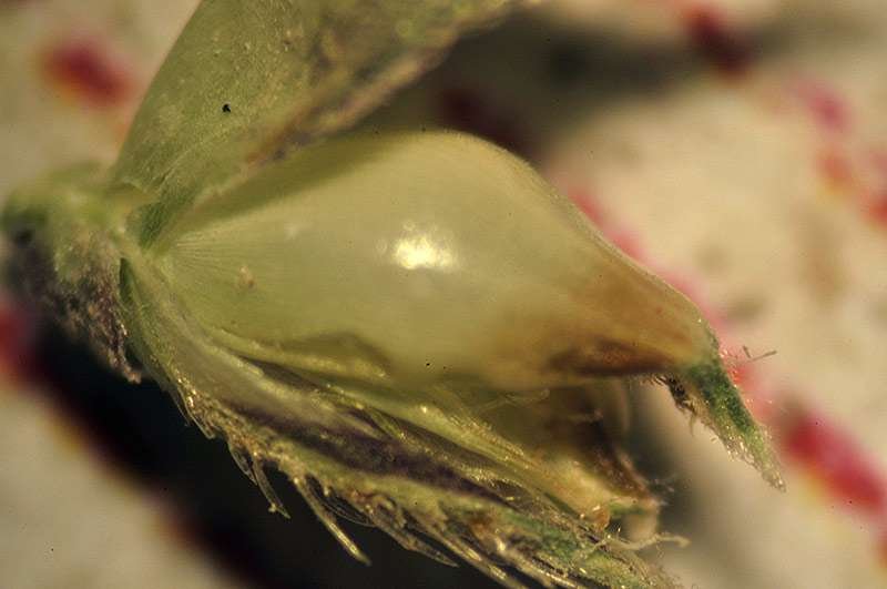 <i>Echinochloa crus-galli</i> (L.) P.Beauv.