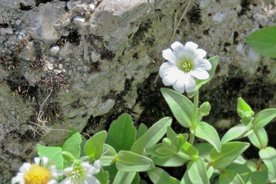 <i>Cerastium carinthiacum</i> Vest subsp. <i>austroalpinum</i> (Kunz) Janch.