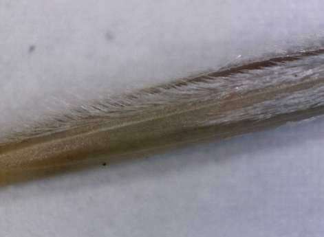 <i>Stipa pennata</i> L. subsp. <i>pennata</i>