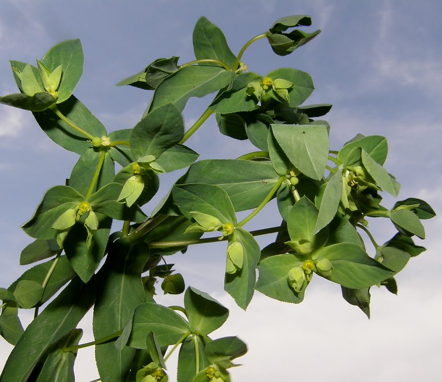 <i>Euphorbia platyphyllos</i> L.