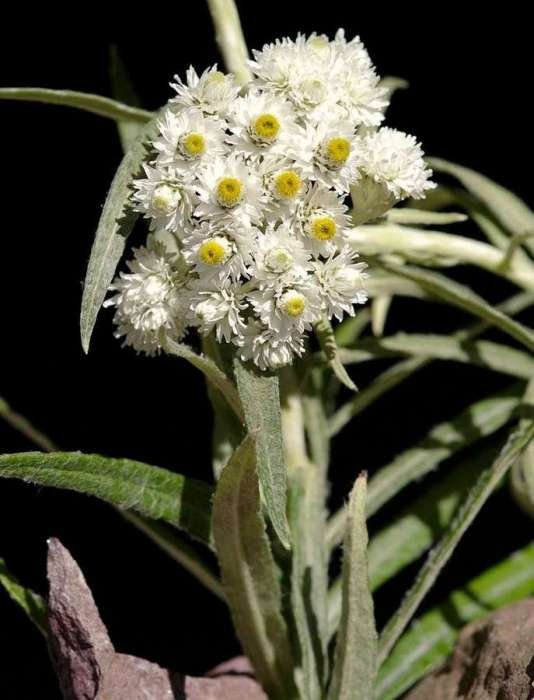 <i>Helichrysum margaritaceum</i> (L.) Moench