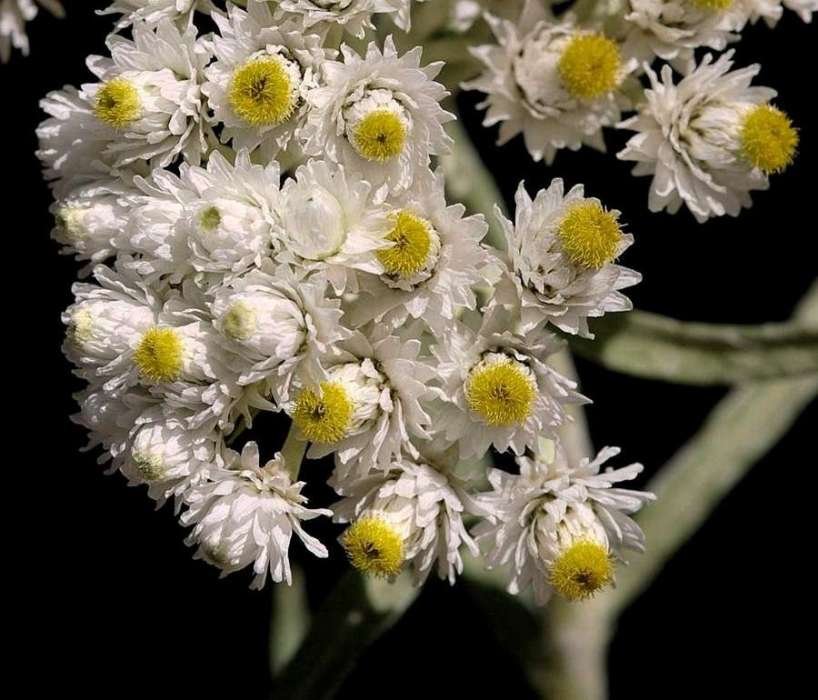 <i>Helichrysum margaritaceum</i> (L.) Moench