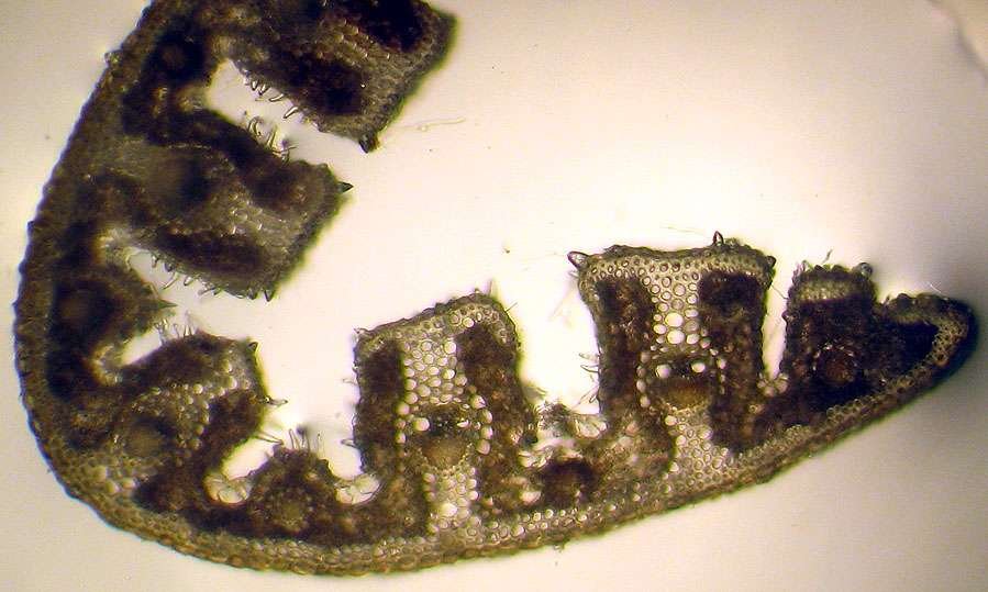<i>Stipa dasyvaginata</i> Martinovský subsp. <i>apenninicola</i> Martinovský & Moraldo