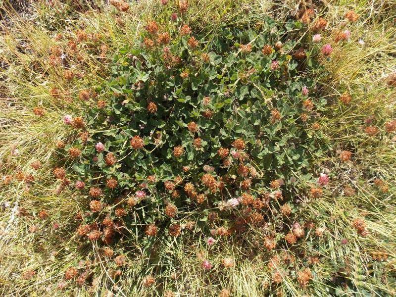 <i>Trifolium pratense</i> L. subsp. <i>semipurpureum</i> (Strobl) Pignatti
