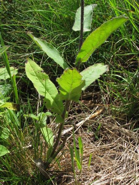 <i>Hieracium picroides</i> Vill.