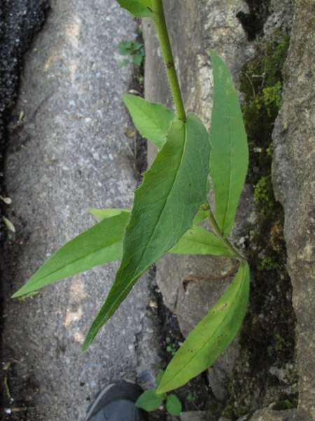 <i>Hieracium rapunculoides</i> Arv.-Touv.