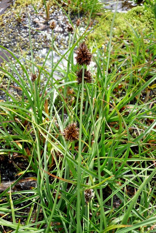 <i>Carex foetida</i> All.