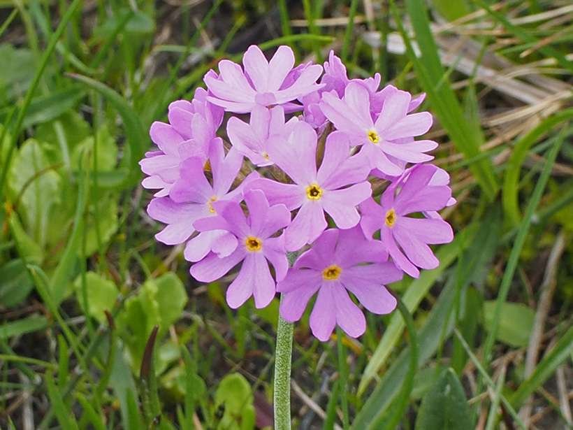 <i>Primula farinosa</i> L.