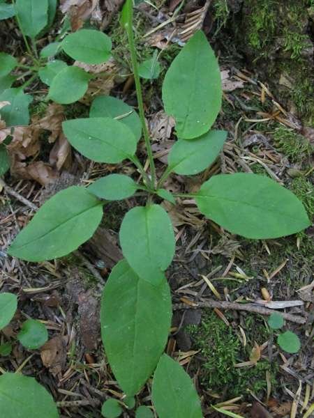 <i>Hieracium racemosum</i> Waldst. & Kit. ex Willd. subsp. <i>italicum</i> Fr. ex Zahn