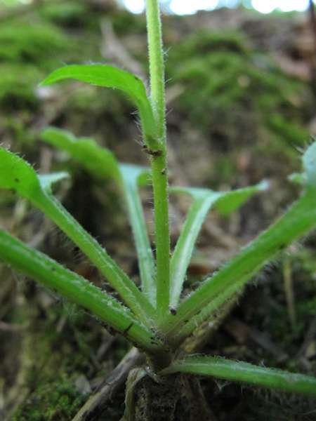 <i>Hieracium racemosum</i> Waldst. & Kit. ex Willd. subsp. <i>italicum</i> Fr. ex Zahn