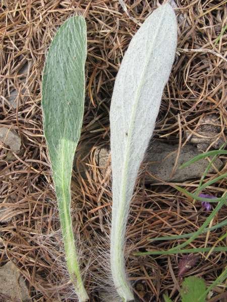 <i>Pilosella peleteriana</i> (Mérat) F.W.Schultz & Sch.Bip.