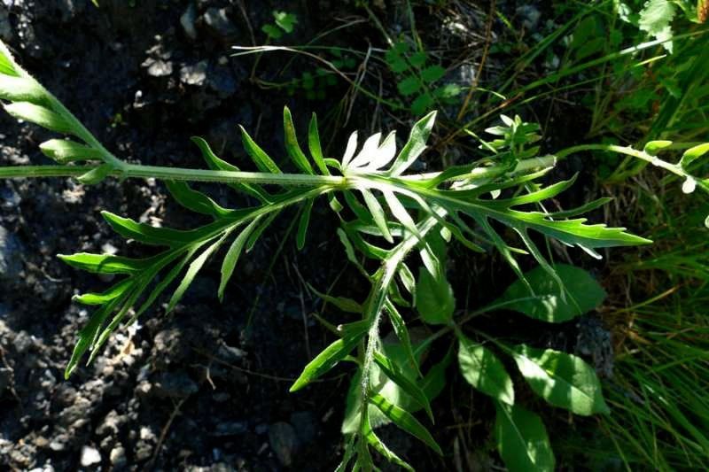 <i>Centaurea scabiosa</i> L. subsp. <i>alpestris</i> (Hegetschw.) Nyman