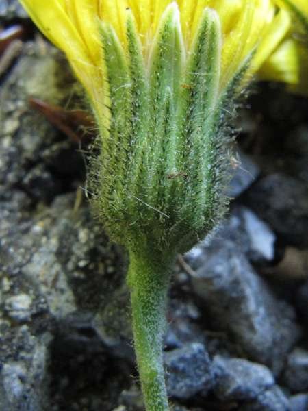 <i>Hieracium taurinense</i> Jord.