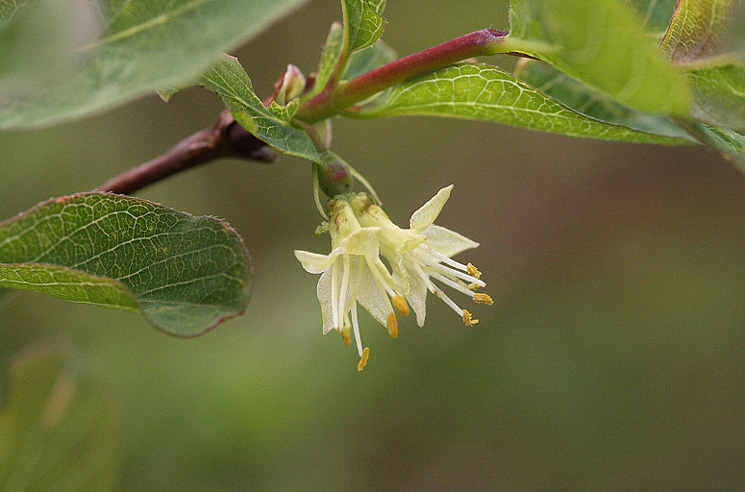 <i>Lonicera caerulea</i> L. subsp. <i>caerulea</i>