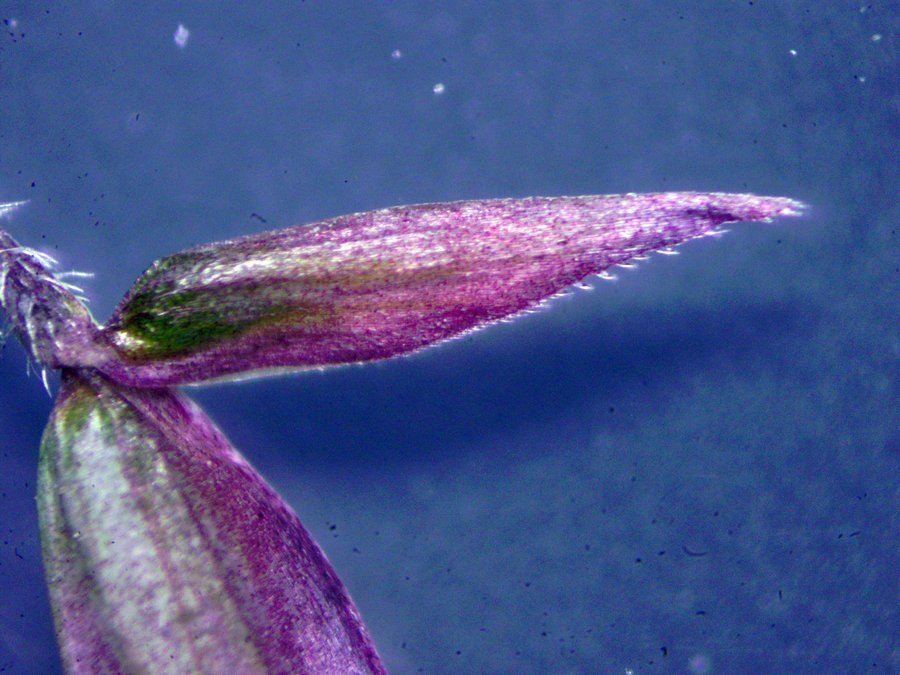 <i>Ehrharta longiflora</i> Sm.