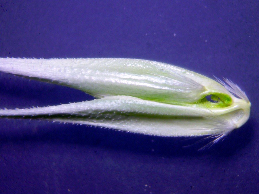<i>Ehrharta longiflora</i> Sm.