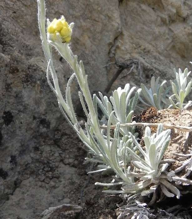 <i>Helichrysum pendulum</i> (C.Presl) C.Presl