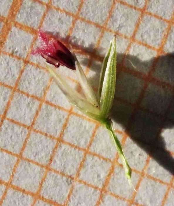 <i>Digitaria sanguinalis</i> (L.) Scop.