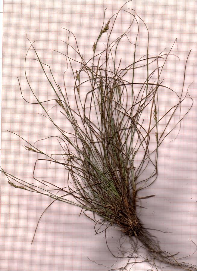 Carex_scan_001.jpg