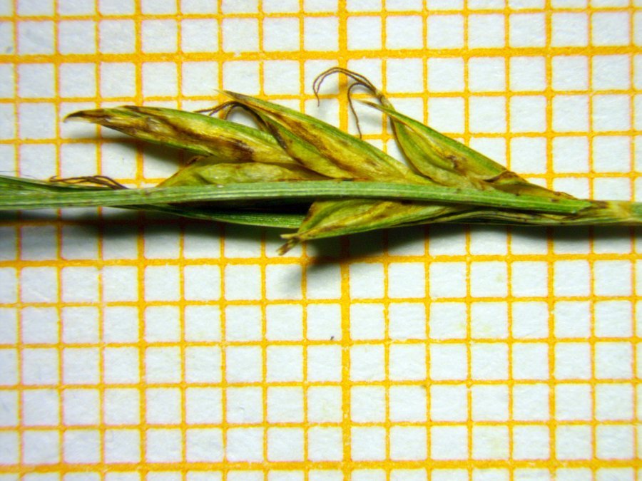Carex-0012.jpg