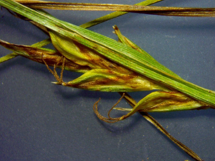 Carex-0009.jpg