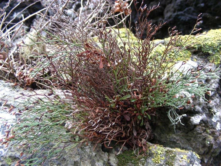 <i>Limonium parvifolium</i> (Tineo) Pignatti