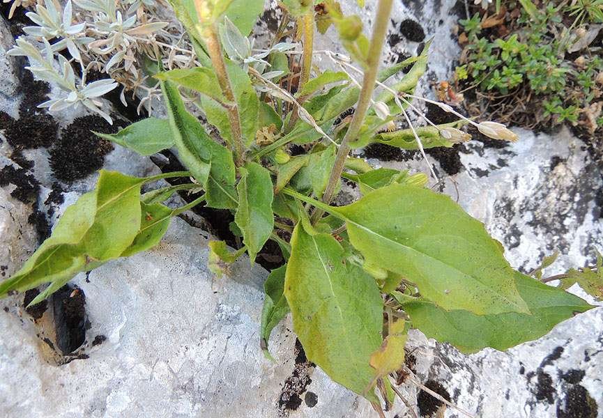 <i>Hieracium racemosum</i> Waldst. & Kit. ex Willd. subsp. <i>crinitum</i> (Sm.) Rouy
