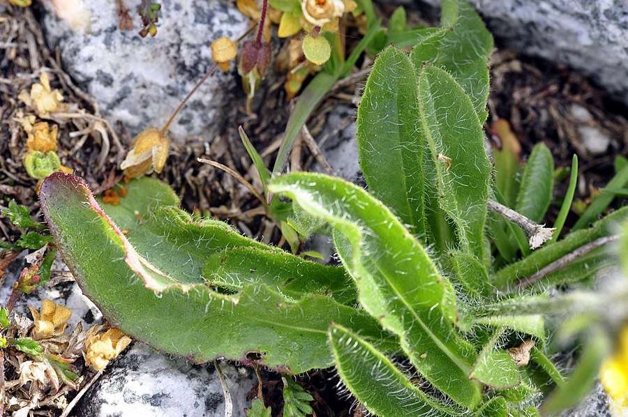 <i>Hieracium alpinum</i> L.