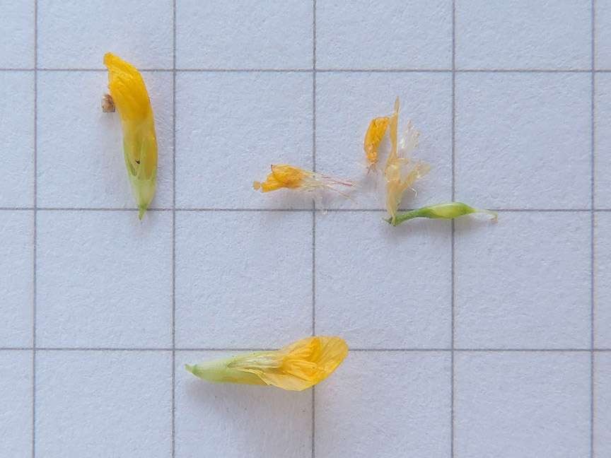 <i>Trifolium patens</i> Schreb.
