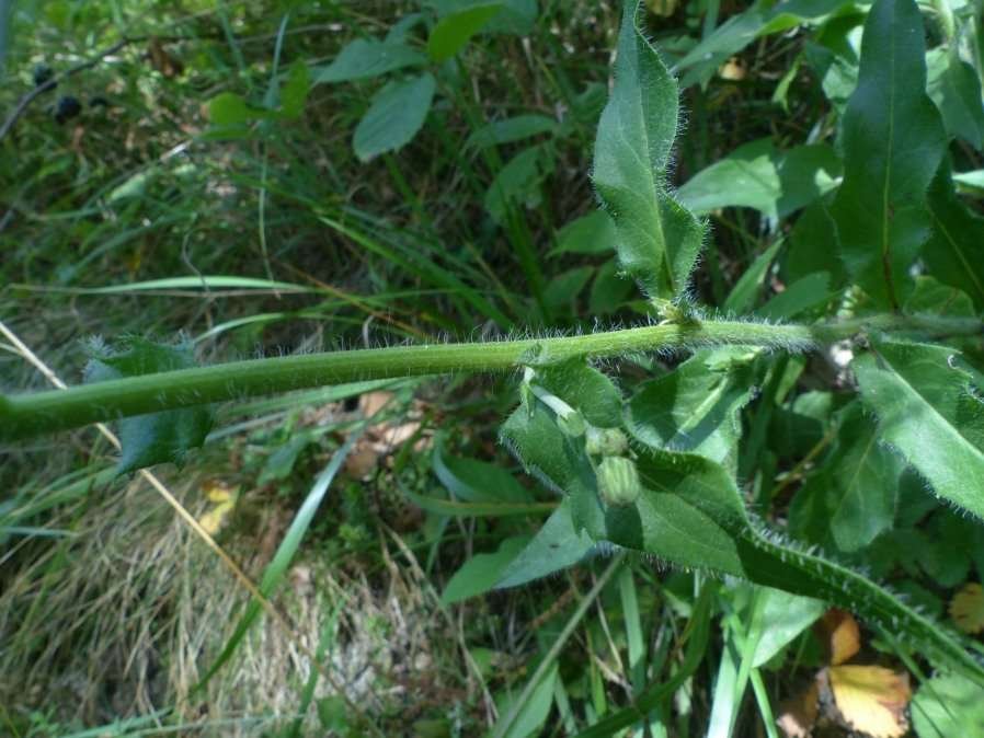 <i>Hieracium sabaudum</i> L. subsp. <i>sabaudiforme</i> Zahn