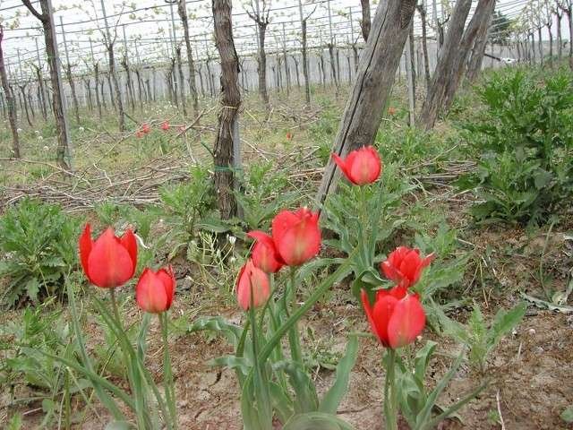 <i>Tulipa agenensis</i> Redouté