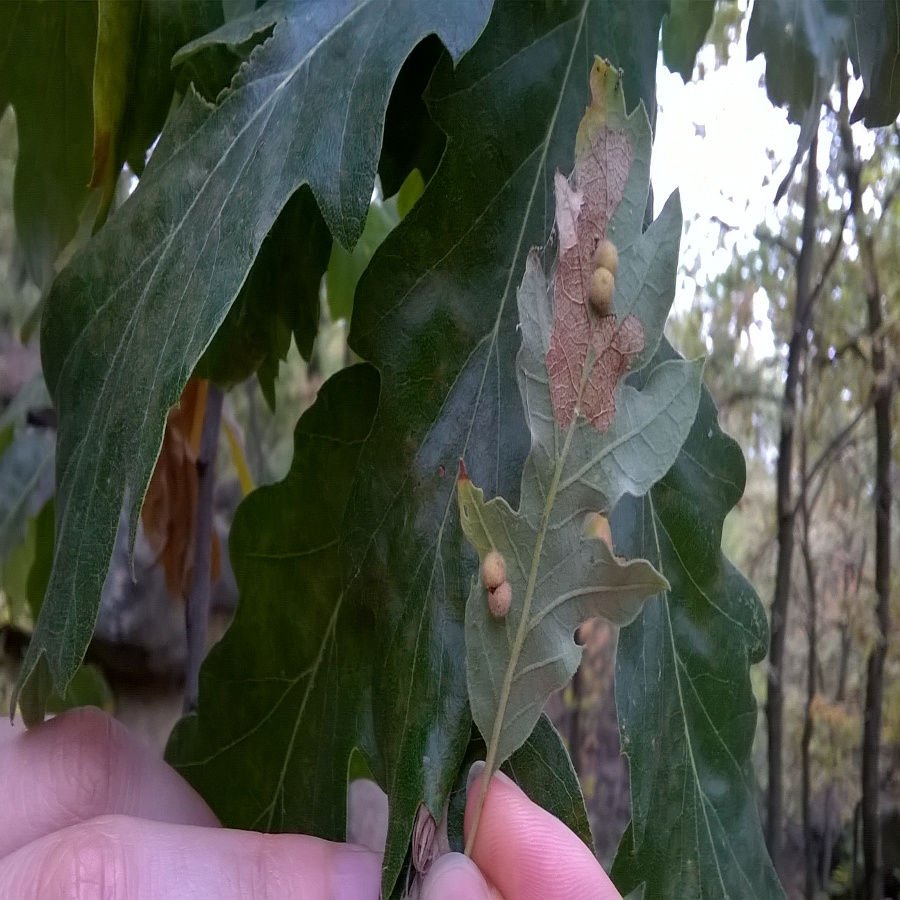 Chilaspis nitida (Giraud, 1859) su Quercus cerris L.