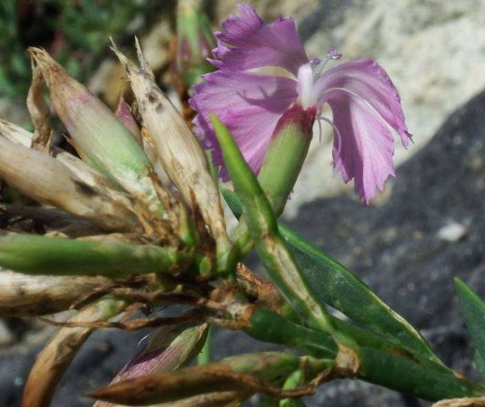 <i>Dianthus rupicola</i> Biv.