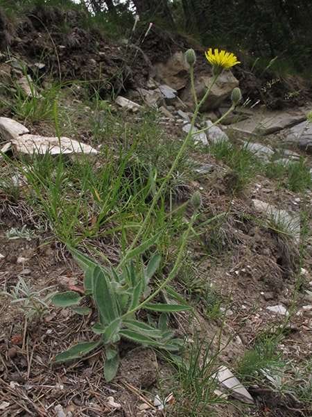 <i>Hieracium burnatii</i> Arv.-Touv. subsp. <i>burnatii</i>